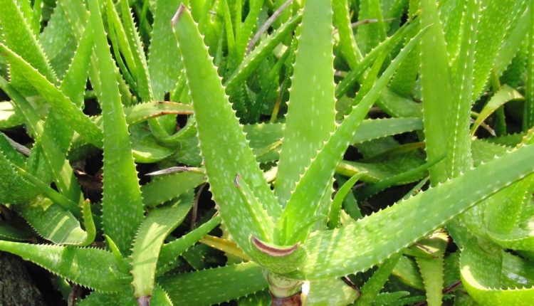aloes